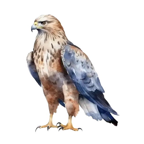 Hawk – Focus & Clarity