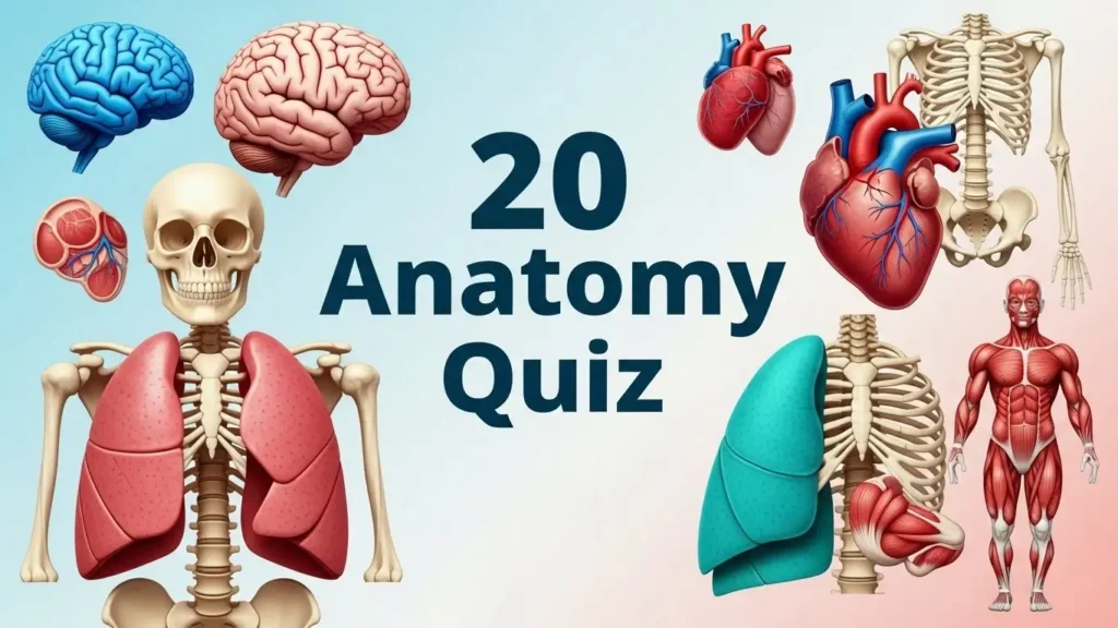 20 Human Anatomy Quiz: Practice For Your Exams 10 20 Human Anatomy Quiz